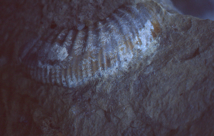 close up ammonite with soocha marks