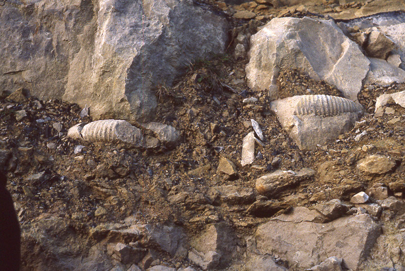 ammonites in the rock strata