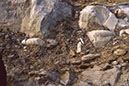 ammonites in the rock strata